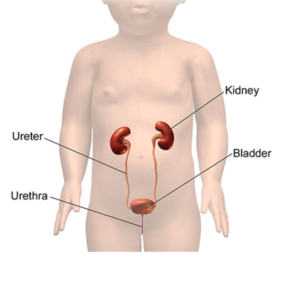 Pediatric Urology